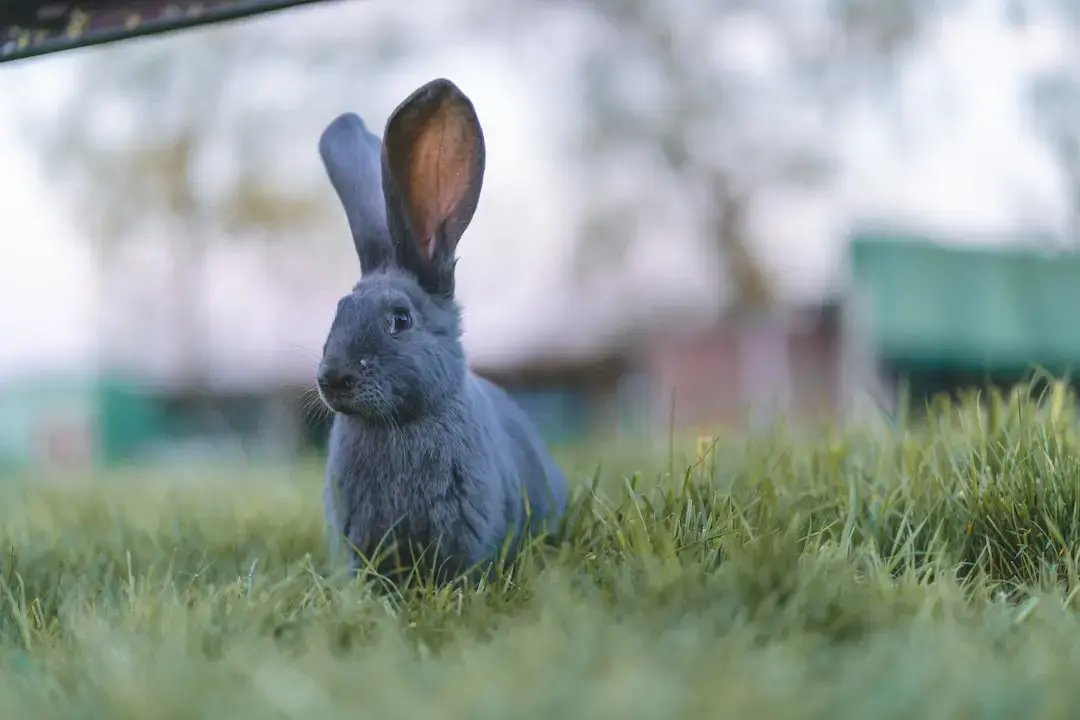 Bad Bunny domină clasamentele latine, Karol G urcă rapid