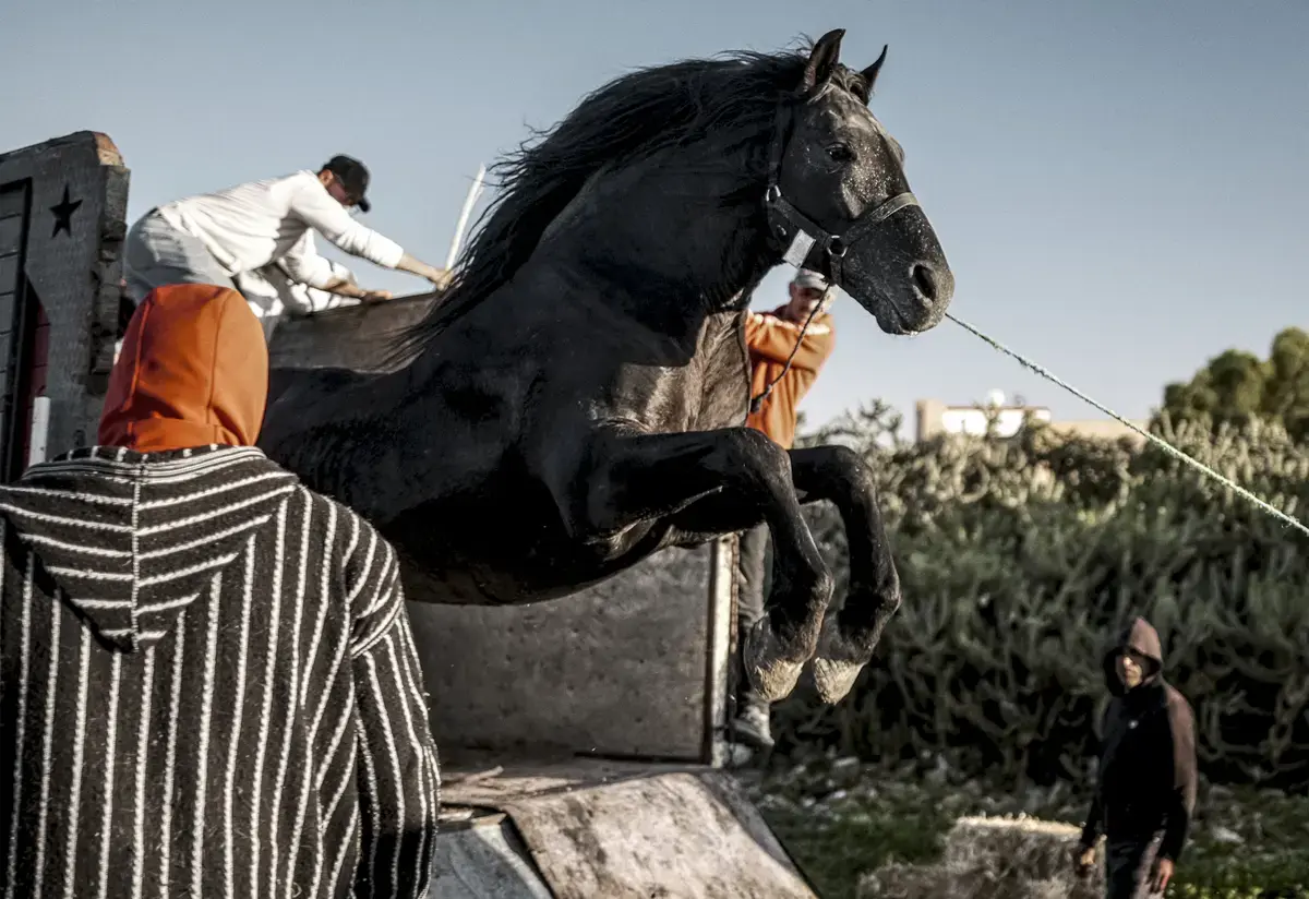 Tala Hadid debutează la New York Film Festival cu „Bardi
