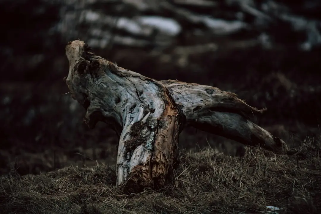 Deadwood revine la viață, 22 ani după finalul serialului HBO